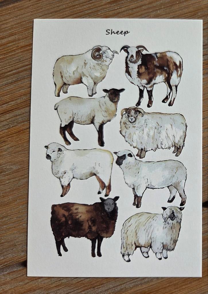 SCHAPEN, meerdere beschikbaar, Ophalen, 1980 tot heden, Hond of Kat