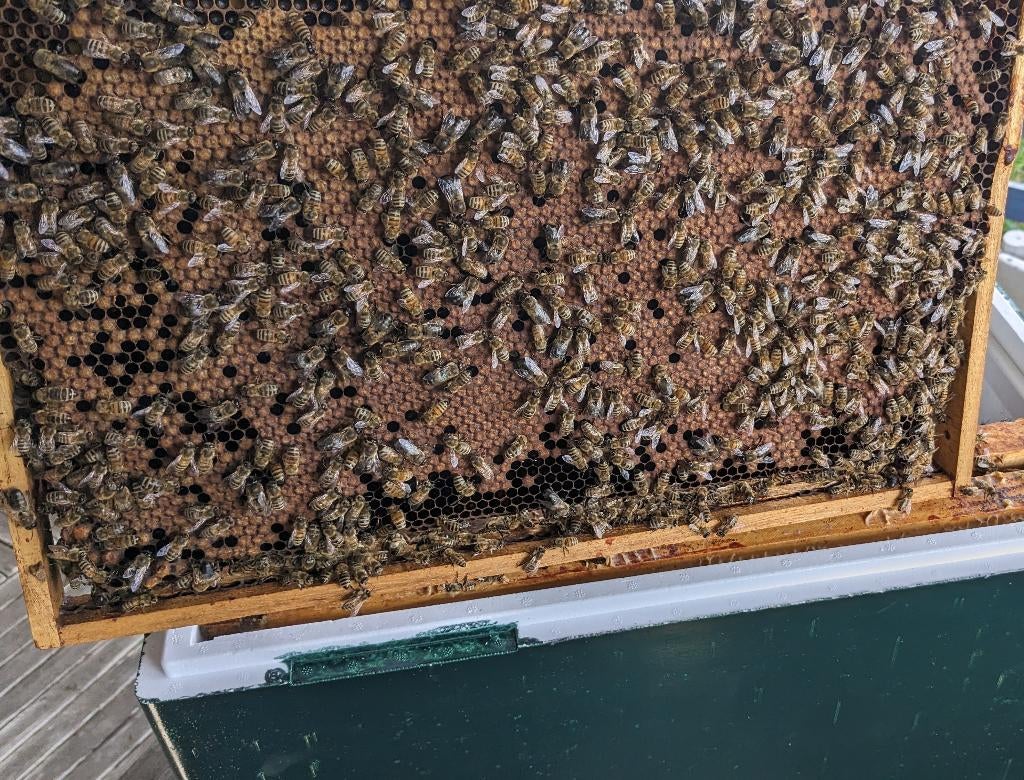 Carnica bijenvolken (met P en F1 moeren) te koop, Dieren en Toebehoren, Bijen