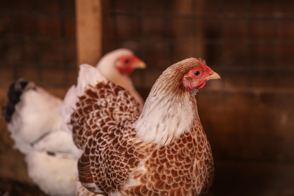 Wyandotte kriel | Rustige kip | Passend advies, Dieren en Toebehoren, Pluimvee, Vrouwelijk, Kip