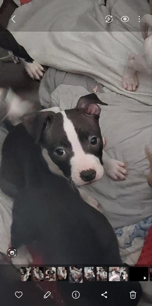 Amerikaanse stafford pups, Dieren en Toebehoren, Honden | Jack Russells en Terriërs, American Staffordshire Terriër, Meerdere