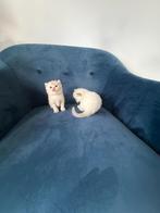 Britse Korthaar kittens(golden en bluepoint), Dieren en Toebehoren, Meerdere dieren, Kortharig, 0 tot 2 jaar