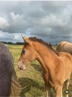 Amber Champagne Jaarling merrie, Dieren en Toebehoren, Paarden, Merrie, Minder dan 160 cm, Gechipt, 0 tot 2 jaar