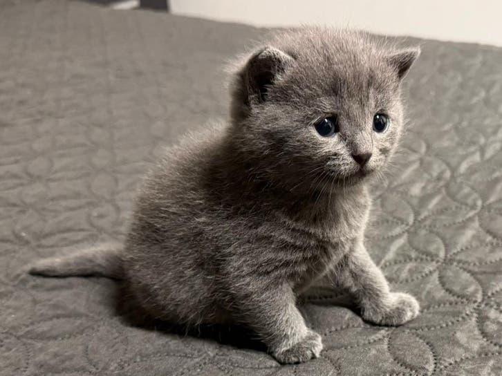 Lief schattig kitten te koop, Dieren en Toebehoren, Katten en Kittens | Overige Katten, Kater, Kortharig, 0 tot 2 jaar