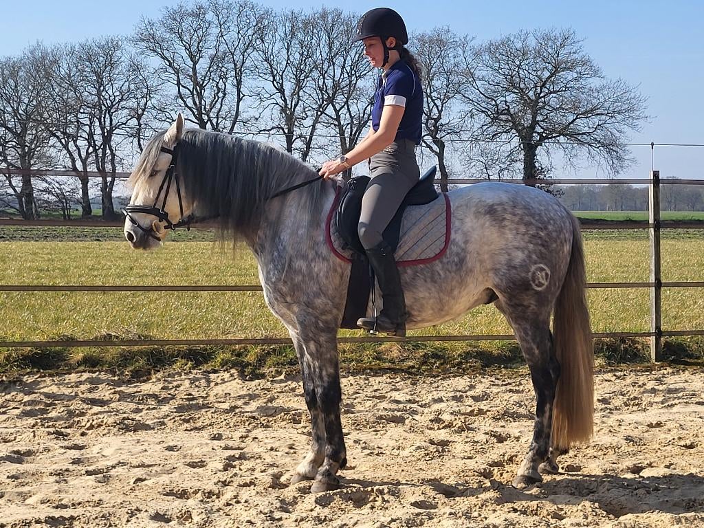PRE Andalusiër, Dieren en Toebehoren, Paarden, Met stamboom, Ruin, Dressuurpaard, Zadelmak