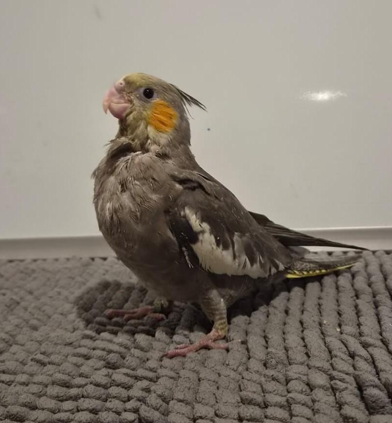 Jonge mannelijke handtamme EAM valkparkiet DNA gesekst, Mannelijk, Parkiet, Geringd