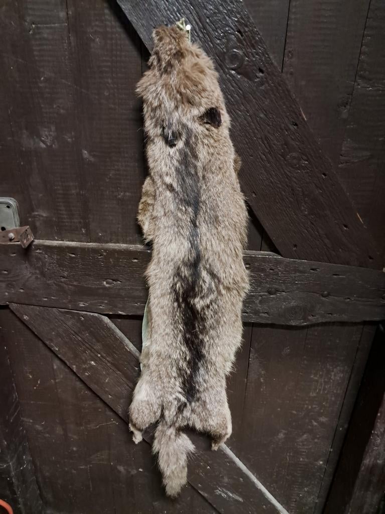 Oude vintage stola. Bont vachtje. Taxidermie., Ophalen of Verzenden, Gebruikt, Wild dier, Overige typen