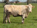 12 charolais x flekvieh weide koeien te koop, Dieren en Toebehoren, Vrouwelijk
