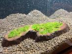 Grore hoeveelheid Riccardia sp. Micro moss, aquarium mos, Dieren en Toebehoren, Amfibie, 0 tot 2 jaar