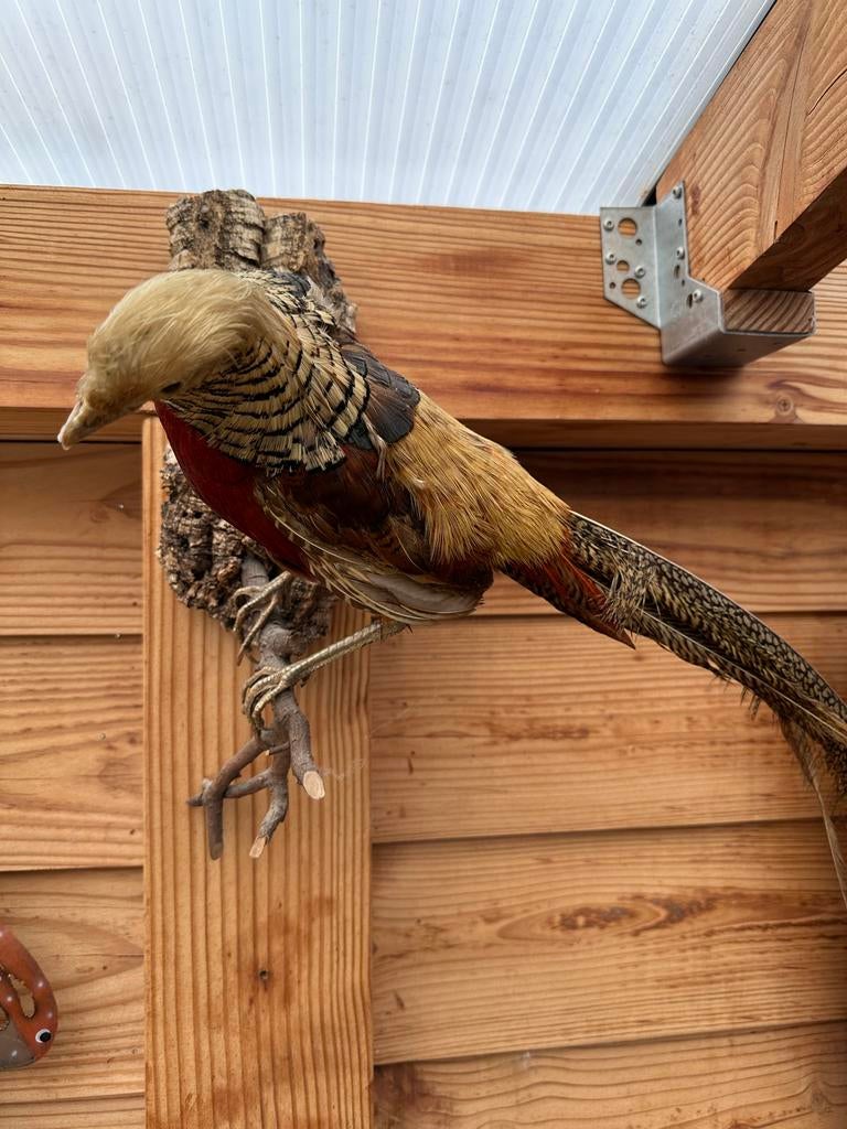 Opgezette Fazant - Prachtige Decoratie, Ophalen of Verzenden, Gebruikt, Vogel, Opgezet dier