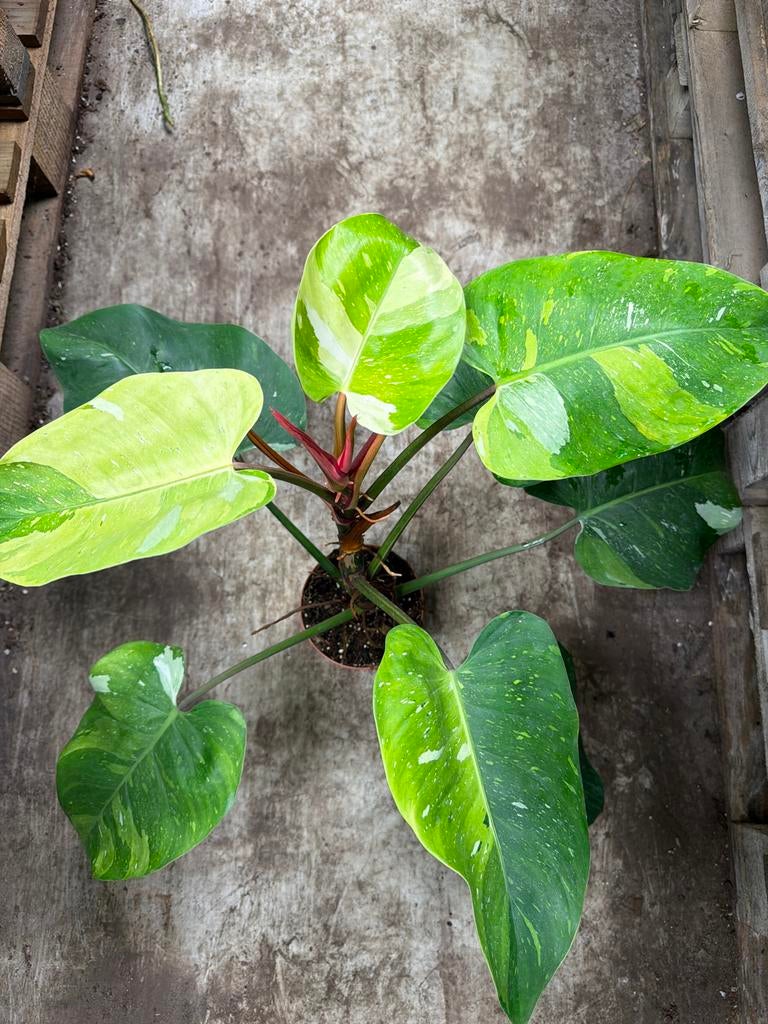Philodendron Fresh Aurea - Nieuwe Zeldzame Plant!, Ophalen of Verzenden
