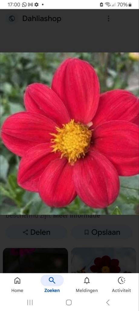 Dahlia knollen, Tuin en Terras, Bloembollen en Zaden, Ophalen, Volle zon, Knol