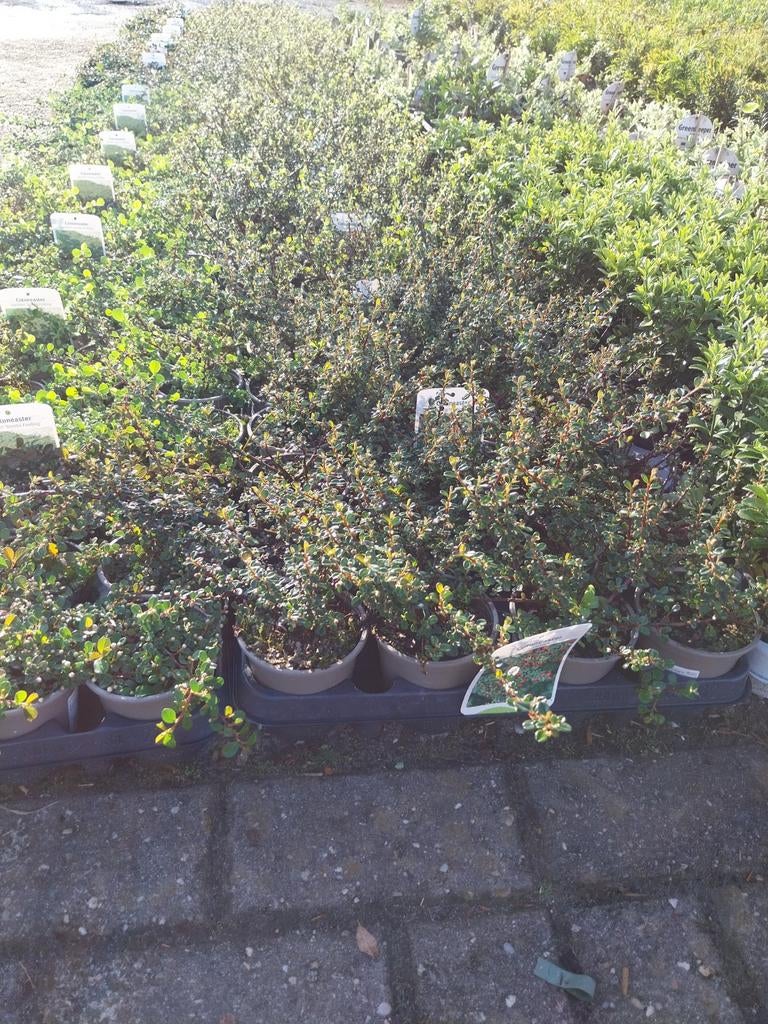 Cotoneaster Bodembedekkers - Diverse Soorten, Tuin en Terras, Planten | Tuinplanten, Ophalen, Bodembedekkers, Volle zon, Vaste plant