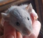 ❤️🐀Tamme Baby Dumbo Ratjes met Stamboom🧬, Dieren en Toebehoren, Rat, Februari, Meerdere dieren, Tam