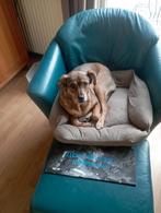 Nala. Hond uit Roemenië, Particulier, CDV (hondenziekte), Buitenland, Teef