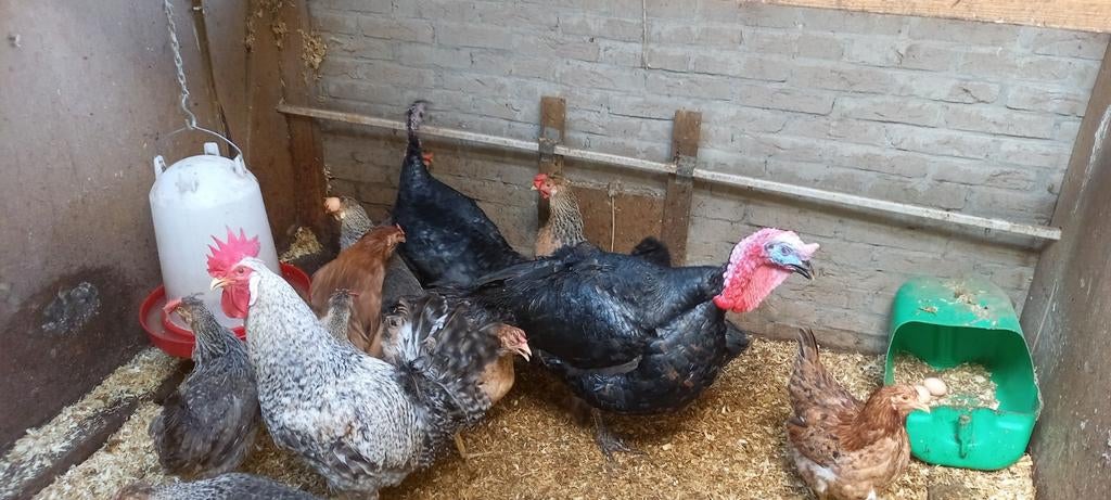 Broedeieren kalkoenen rood en zwart, Dieren en Toebehoren, Pluimvee, Geslacht onbekend, Kalkoen