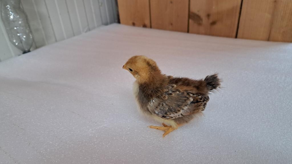 Wyandotte kriel kuikens, Dieren en Toebehoren, Pluimvee, Geslacht onbekend, Kip