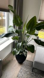 Strelitzia, Huis en Inrichting, Kamerplanten, Ophalen of Verzenden, 150 tot 200 cm