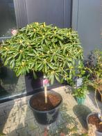 Rhododendron Y Kalinka op stam, Lente, 100 tot 250 cm, Ophalen, Volle zon