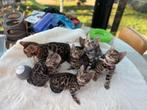Bengaal kittens met stamboom zilver en bruin, Dieren en Toebehoren, Katten en Kittens | Overige Katten, Meerdere dieren