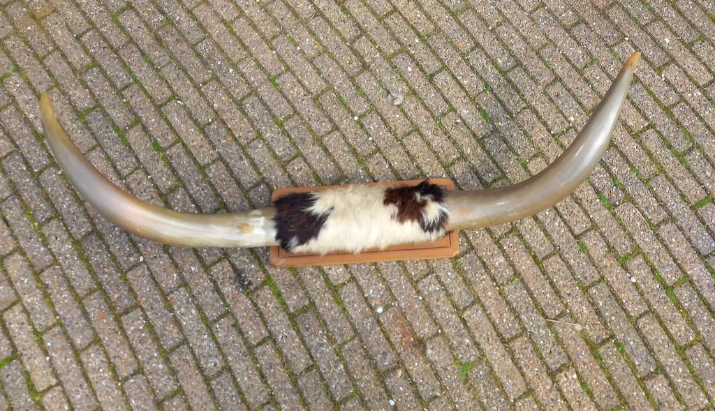 Longhorn hoorns, Ophalen of Verzenden, Gebruikt, Boerderijdier, Gewei of Kop