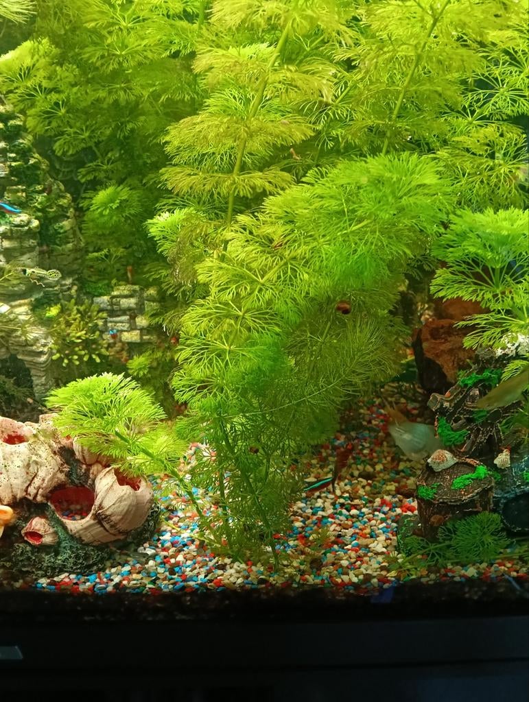 Sessiliflora, Ophalen of Verzenden, Nieuw, Plant(en), Steen of Hout