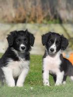 Enthousiaste border collie x friese stabij pups te koop 🩶, Parvo, Overige rassen, 8 tot 15 weken, Meerdere