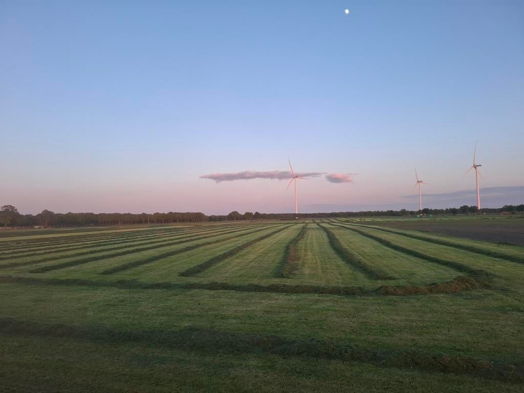 Gras op stam gezocht om te maaien, Dieren en Toebehoren, Stalling en Weidegang
