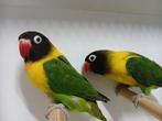 Bewezen kweekstel Agapornis Personata / Personatus, Dieren en Toebehoren, Meerdere dieren, Dwergpapegaai of Agapornis, Geringd