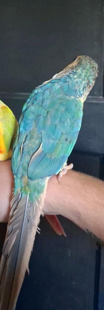 Pyrrhura turquoise TAM, Dieren en Toebehoren, Vogels | Parkieten en Papegaaien, Mannelijk, Parkiet, Pratend