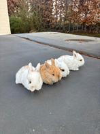 NHD dwerg hangoor konijn, Dieren en Toebehoren, Konijnen, Vrouwelijk, Dwerg, Hangoor