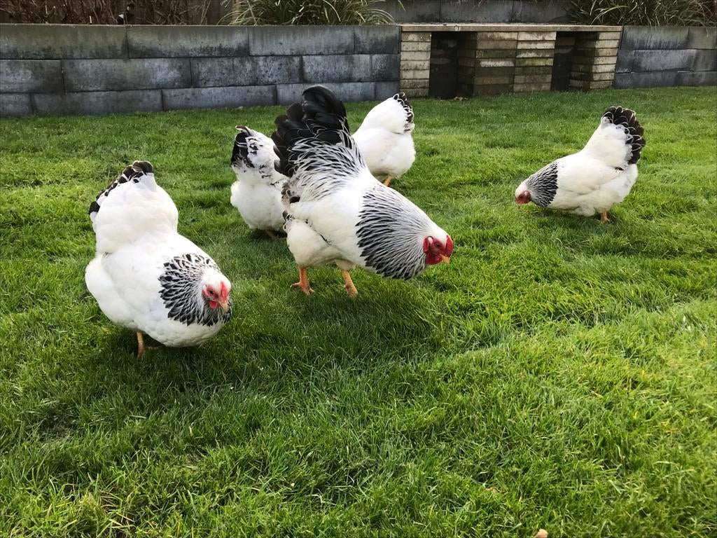 🥚Broedeieren Wyandottekriel Columbia zwart wit raszuiver 🐣, Geslacht onbekend, Kip