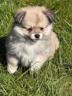 Pomchi   puppies, Reu, 8 tot 15 weken, Parvo, Meerdere