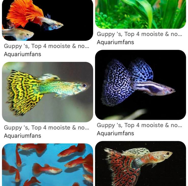 Kleurrijke guppy mix, koppels, Dieren en Toebehoren, Vissen | Aquariumvissen, Vis