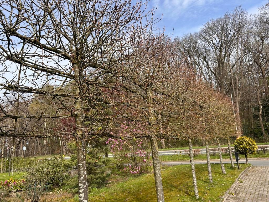 Leilinde, Ophalen of Verzenden, Volle zon, Overige soorten