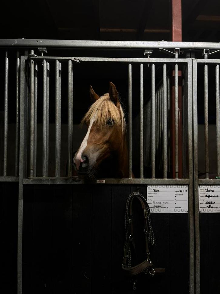 Leuke Haflinger merrie kruising, Dieren en Toebehoren, Pony's, Merrie, Niet van toepassing, E pony (1.48m - 1.57m), Springpony