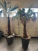 Twee winterharde palmbomen in pot - Doetinchem, Bloeit niet, 100 tot 250 cm, Palmboom, Ophalen