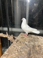 Jongen duiven, Meerdere dieren, Overige soorten