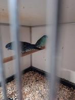 Catharina's, Meerdere dieren, Parkiet