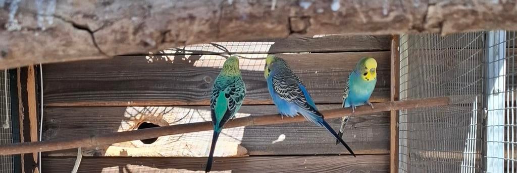 Grasparkieten koppel, Meerdere dieren, Parkiet