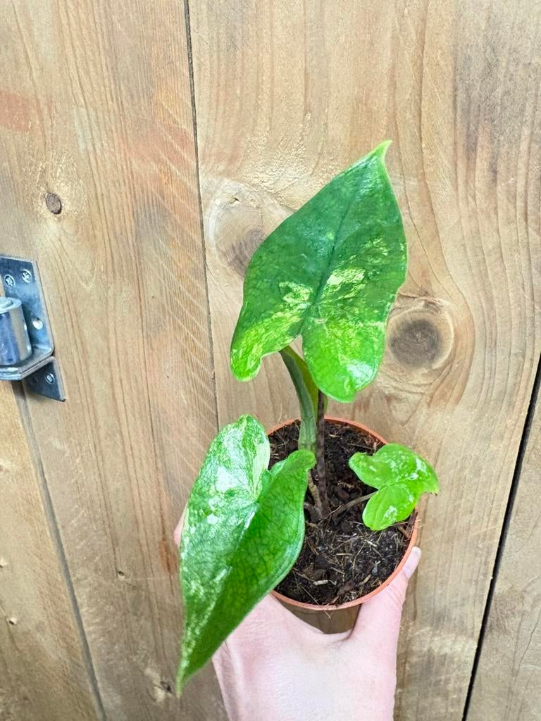 Alocasia tigrina superba variegata plant mint albo white wit, Ophalen of Verzenden, Halfschaduw, Minder dan 100 cm