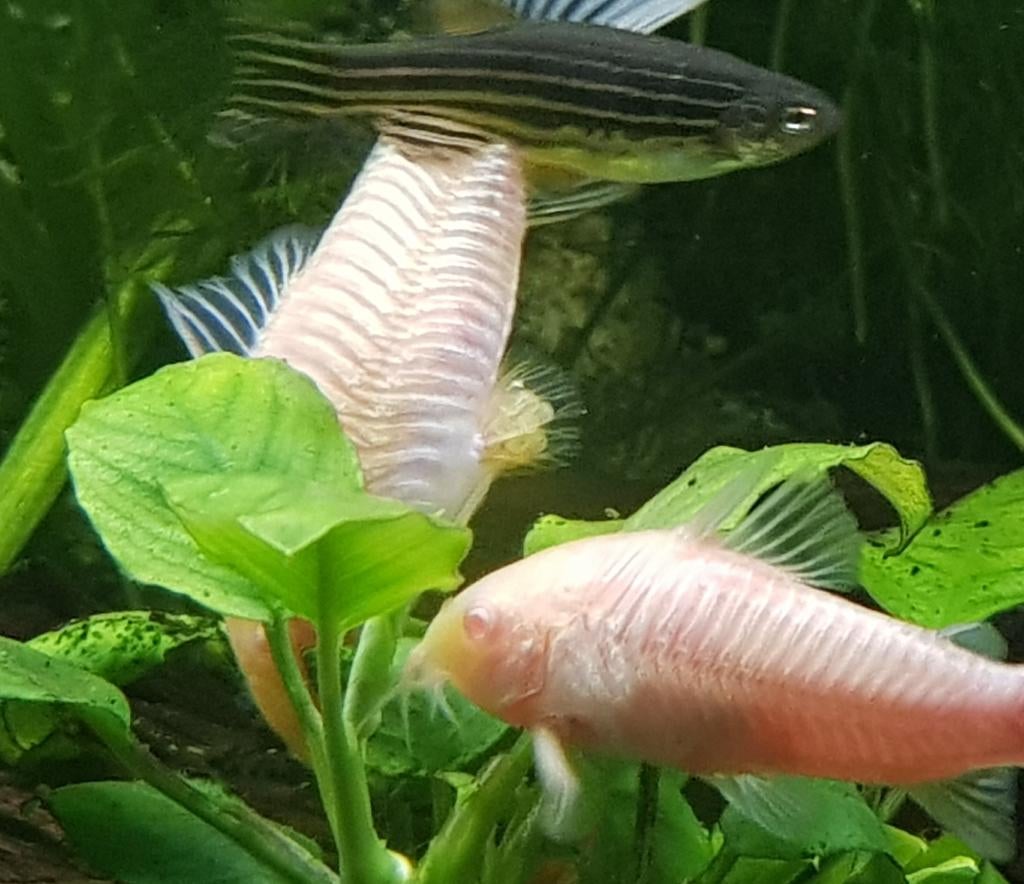 Hobbyaquarium Corydoras oestrogaster aenea albino, Vis, Zoetwatervis, Schoolvis
