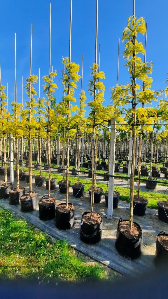 Gleditsia triacanthos 'Sunburst' 🌿, Ophalen, Volle zon, Overige soorten
