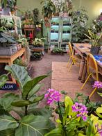 Florale-Extase Boskoop, Huis en Inrichting, Kamerplanten, Ophalen of Verzenden, Halfschaduw, Minder dan 100 cm