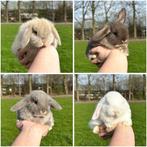 Lieve jonge konijntjes! Dwerg Hangoor NHD, Dieren en Toebehoren, Konijnen, Meerdere dieren, Dwerg, Hangoor, 0 tot 2 jaar