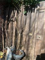 Leylakboom - Prachtige Sering in pot, Tuin en Terras, Volle zon, Vaste plant, Lente, Ophalen