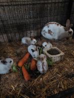 Konijn met 7 jongen. Zoek nieuwe plek, Dieren en Toebehoren, Konijnen, Meerdere dieren, Klein, 0 tot 2 jaar