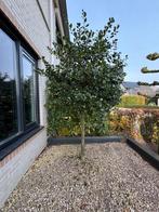 Japanse hulst j.cvan tol, Ophalen, Overige soorten, 100 tot 250 cm