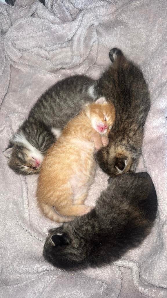 4 kittens zoeken Gouden mandje ., Meerdere dieren, 0 tot 2 jaar