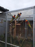 te koop Lori, Dieren en Toebehoren, Vrouwelijk, Papegaai