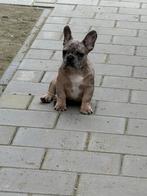 Franse bulldog 5 maanden, Parvo, Particulier, 15 weken tot 1 jaar, Reu